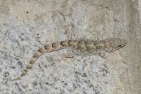 Mediodactylus brachykolon, Andrassi