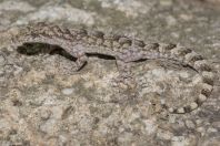 Mediodactylus brachykolon, Andrassi