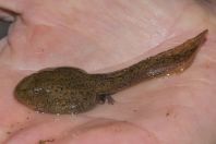 Scutiger occidentalis tadpole, Lulusar