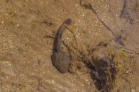 Scutiger occidentalis tadpole, Lulusar