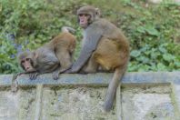 Macaca mulatta, Ayubia
