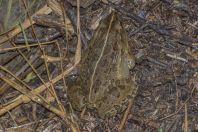 Hoplobatrachus tigerinus, Margalla Hills