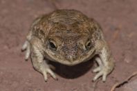 Duttaphrynus stomaticus, Margalla Hills