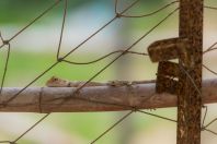 Calotes aff. farooqi, Keamari