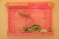 Hemidactylus flaviviridis, Goth Haji Shah Baig