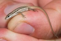 Ophisops jerdonii, Goth Muhammad Siddique