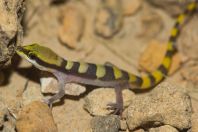 Microgecko persicus, Goth Muhammad Siddique