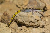 Microgecko persicus, Goth Muhammad Siddique