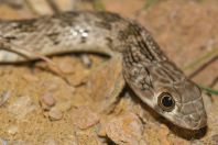 Platyceps ventromaculatus, Goth Muhammad Siddique