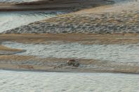 Crocodylus palustris, Hingol National Park