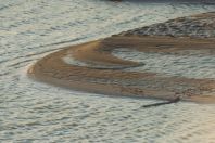 Crocodylus palustris, Hingol National Park