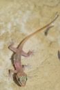 Hemidactylus cf. persicus., Asha Pura, Liari, Hingol