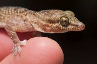 Hemidactylus cf. persicus., Hingol