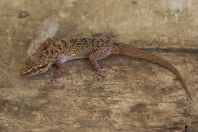 Hemidactylus cf. persicus., Hingol