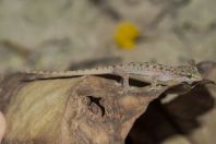 Hemidactylus gleadowi, Jhirk
