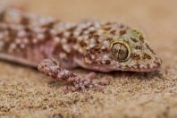 Cyrtopodion montiumsalsorum, Rohtas