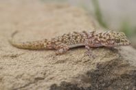 Cyrtopodion montiumsalsorum, Rohtas