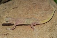 Hemidactylus cf. brookii, Rohtas