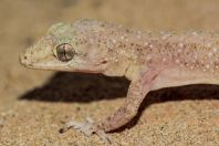 Hemidactylus cf. brookii, Rohtas