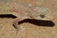 Hemidactylus cf. brookii, Rohtas