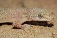 Hemidactylus cf. brookii, Rohtas