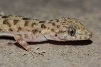 Cyrtopodion sp., Takht-i-Bahi