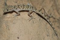 Cyrtopodion potoharense, Rasta, Lawrencepur