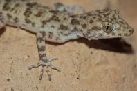 Cyrtopodion potoharense, Rasta, Lawrencepur