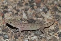 Hemidactylus cf. brookii, Islamabád