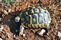 Testudo hermanni, Paklenica