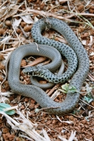 Hierophis gemonensis, Starigrad - Paklenica