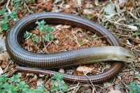 Pseudopus apodus, Starigrad - Paklenica