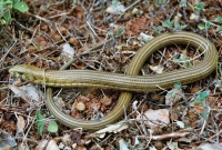 Pseudopus apodus, Starigrad - Paklenica