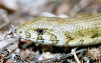 Pseudopus apodus, Starigrad - Paklenica