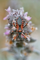 Rhynocoris iracundus, Paklenica