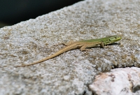 Podarcis siculus, Starigrad - Paklenica