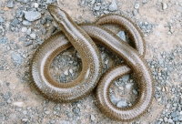 Anguis fragilis, Velika Paklenica