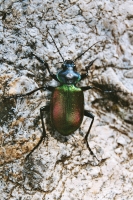 Calosoma sycophanta, Velika Paklenica