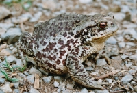 Bufo bufo, Velika Paklenica