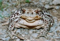 Bufo bufo, Velika Paklenica