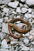 Pseudopus apodus, Starigrad - Paklenica