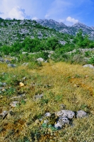 Habitat of Testudo hermanni, Starigrad - Paklenica