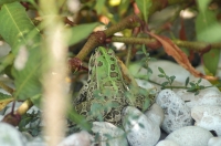 Pelophylax epeiroticus, Parga