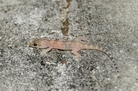 Hemidactylus turcicus, Parga