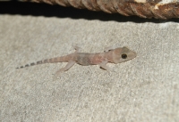 Hemidactylus turcicus, Parga