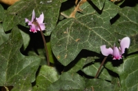 Cyclamen sp., Parga