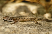 Algyroides nigropunctatus, Parga