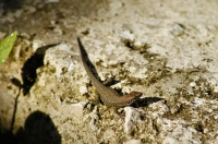 Algyroides nigropunctatus, Parga