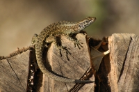 Algyroides nigropunctatus, Parga