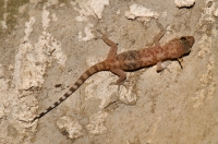 Hemidactylus turcicus, Parga